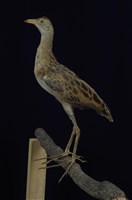 藏品(董雞)的圖片